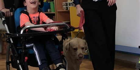 Powiększ grafikę: Uśmiechnięty chłopiec siedzi w specjalistycznym wózku z blatem. Obok idzie na smyczy pies rady lablador. Wózek prowadzi nauczyciel. Psa podtrzymuje dorosła osoba w okularach. 